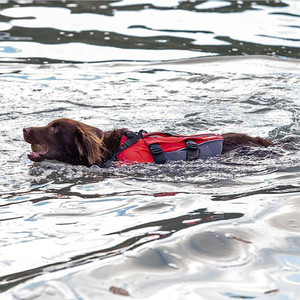 2021 Red Paddle Co Dog Buoyancy Aid - Grey