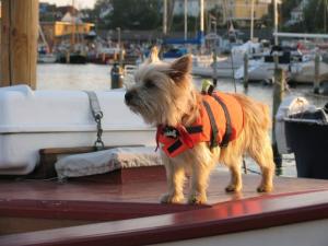 Dog in a lifejacket